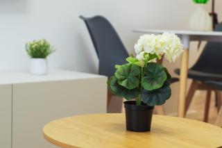 Wish of a Day - central - 3