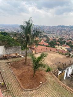 White House -Two palms - 4