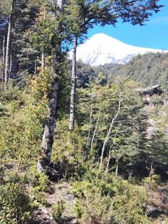 Cabañas mountain Native forest - 9