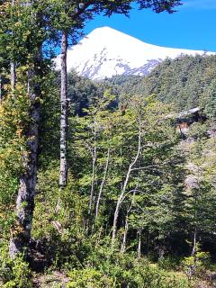 Cabañas mountain Native forest - 4