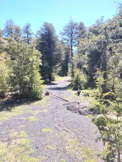 Cabañas mountain Native forest - 1