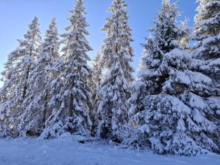 FeWo Harzer Leidenschaft bis 2 Hunde Willkommen TOP Lage DTV 5 Sterne 3 Pfoten - 1