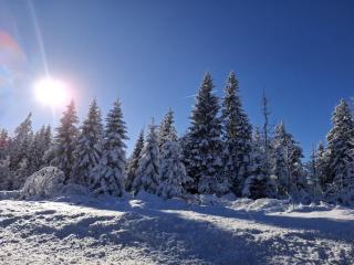 FeWo Harzer Wiesenberg, bis zu 2 Hunde willkommen! - 5