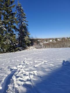 FeWo Harzer Wiesenberg, bis zu 2 Hunde willkommen! - 9