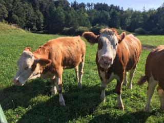 Ferienwohnung Gruberhof - 6