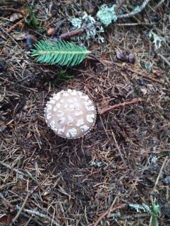 Pensiunea Bălcești Beliș Apuseni - 3