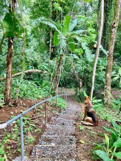 Steps to Sea Cacao Farm & Avid Birder Sanctuary - 3