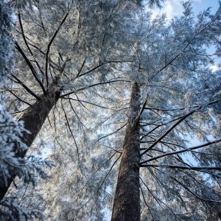 Chalet Le Puy Papillon - 1