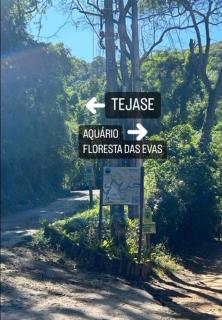 Floresta das Evas - 2