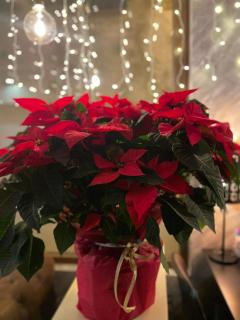 Mamma Mia Hotel Boutique - Only Adults - Tossa de Mar - 7