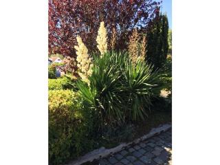 Dune House North Sea Wind - 4