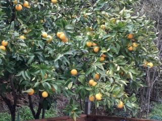 Marines de Moriani - 7