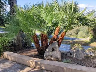 Holiday apartment in Lumio with swimming pool - 1