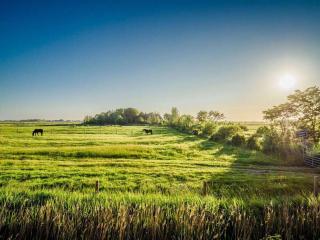 Pellworm under reeds - Waldhusen - 7