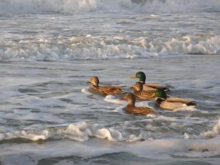 Boddenhaus "Piratenest Darss" by the water with dog - 4