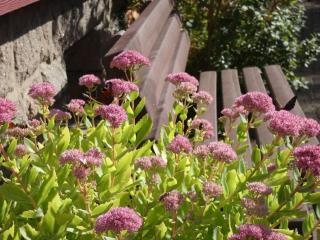 Sparrow in the house Tanneneck - 6