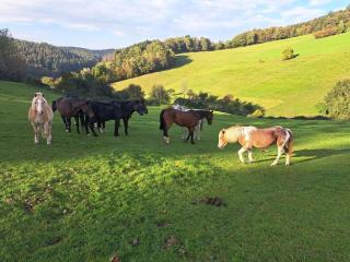 Holiday apartment with 1 bedroom - 5