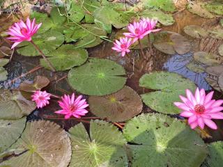 Kakrona Pouk Homestay - 8