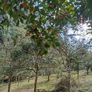 Homestay Hoanh Thắng - 9