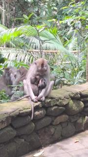 Ubud Classic Day Trip - 5