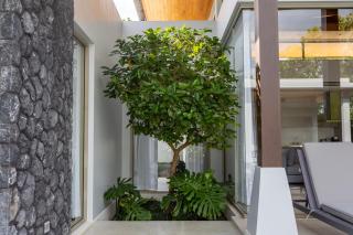 Botanica Foresta x MonthStayz Thailand - 6