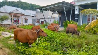 Paris Labuan Bajo Homestay - 5