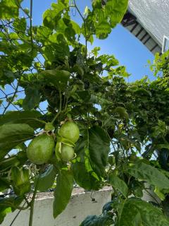 Bella Tropicana Villa - 4