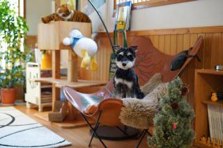 Artful Cats house - 8