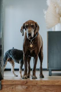 Driftaway, Albany - 5