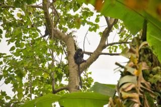 Mimpi Manis Villas - 2