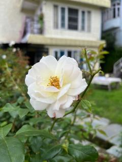 Aaram Baagh Simla - 7