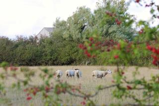 Cosy Cottage in Rural Lympsham - 3