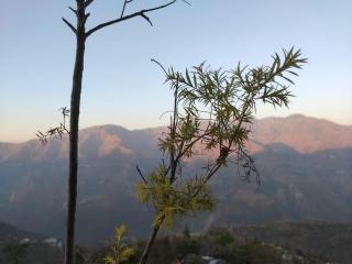 Dharcholi Hotel Cafe and Restro - 8