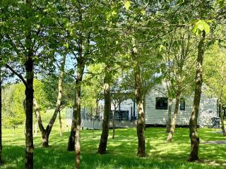 Talltrees - Uk42842 - 1