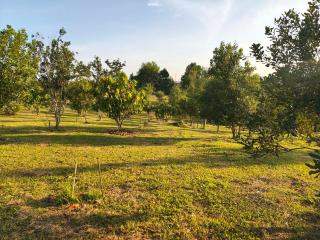 RATTHANATHON Farm - Khao Kho - 1