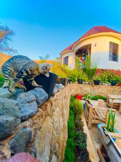 Lucky Monkey Lodge - 6