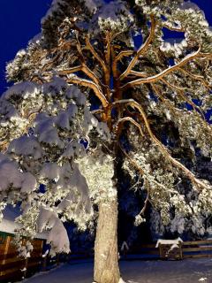 Vila Nordika Tornik - 7