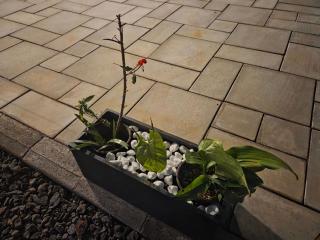 The Palms Property - 9