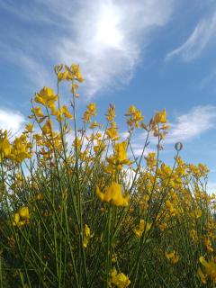 AmoVertecasadeveraneo - 4