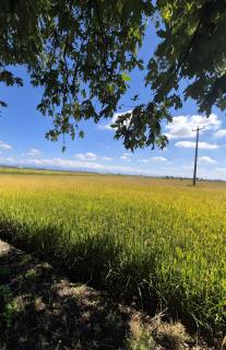 Cascina Brignolo - Casa Bianca - 7