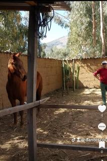 VICTORIA HOUSE - Huancayo - Hualhuas - 5