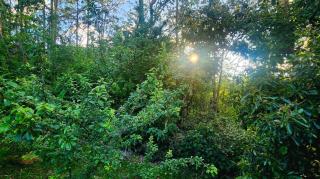 Casa de los Tūi - 1