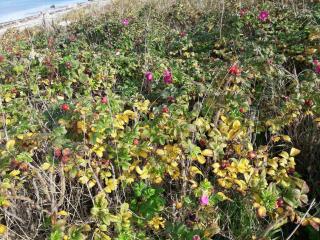 Charming Cottage in Nature - By Traum Ferienwohnungen - 6