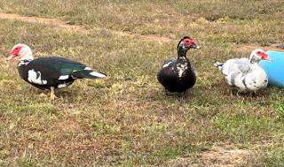 Family Farm Living - 2