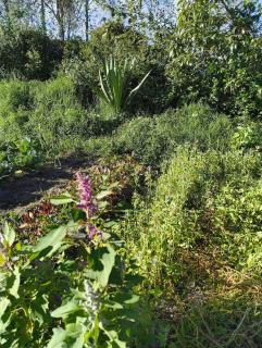 Pakarina Hospedaje Familiar - 3