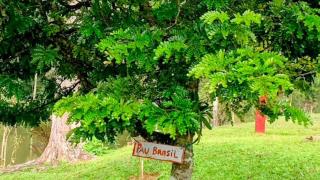 Casas de Campo com Piscina, Pesca - Mata Atlântica - 1