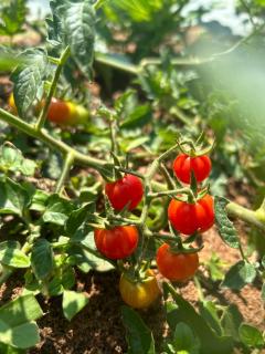 Butternice Farmstead - 6