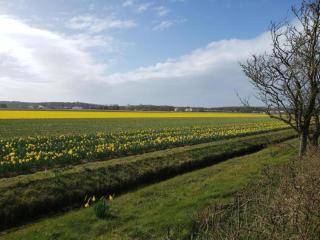 Comfortable holiday home in Noordwijkerhout near the sea - 2
