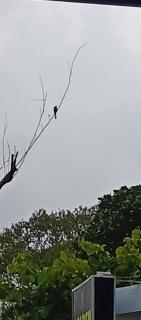 Golden Villa Ella - 6