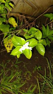 La Fortuna Brisas del Recuerdo - 6